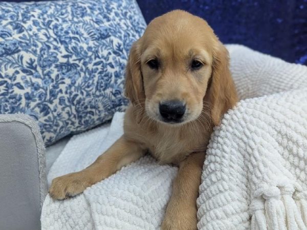 Golden Retriever - 13931 photo 3