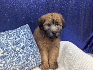 Soft Coated Wheaten Terrier puppy for sale at Petland Robinson in Pittsburgh, PA
