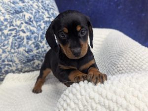 Dachshund puppy available now