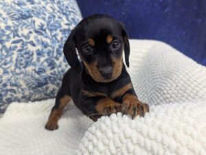 Petland Robinson, Pittsburgh, PA Dachshund puppy available