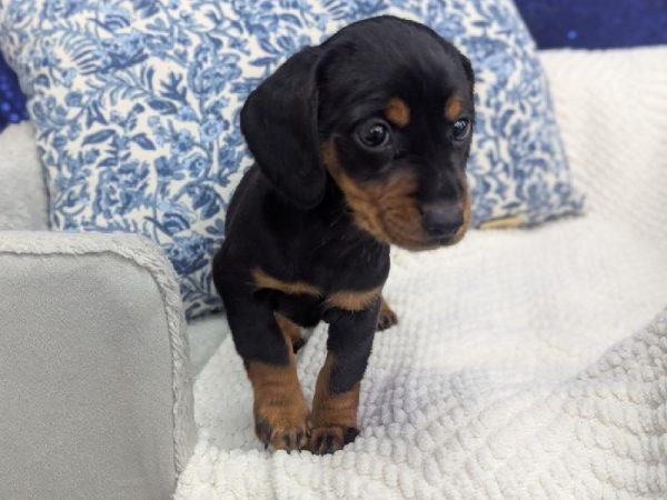 Dachshund - 13935 photo 3