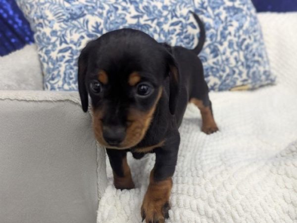 Dachshund - 13935 photo 2