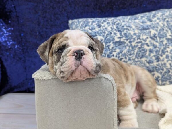 English Bulldog - 13948 photo 4