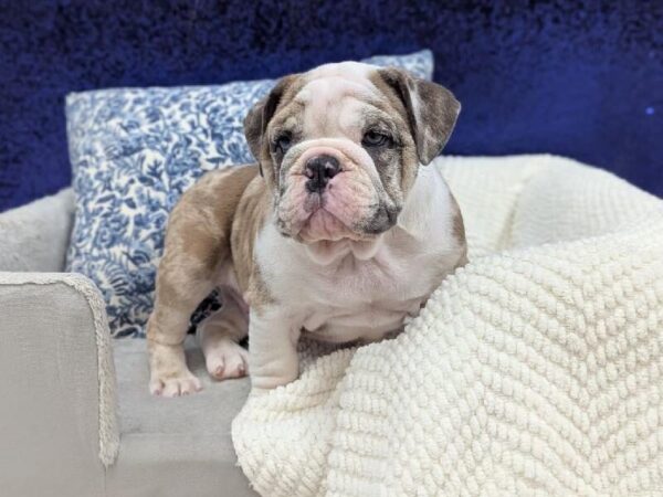 English Bulldog - 13948 photo 3
