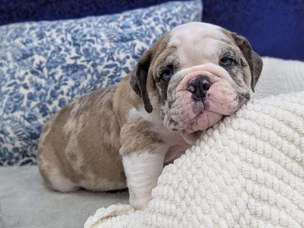 [#13948] Chocolate Merle Male English Bulldog DOG