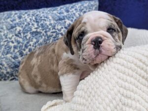 Petland Robinson, Pittsburgh, PA English Bulldog puppy available
