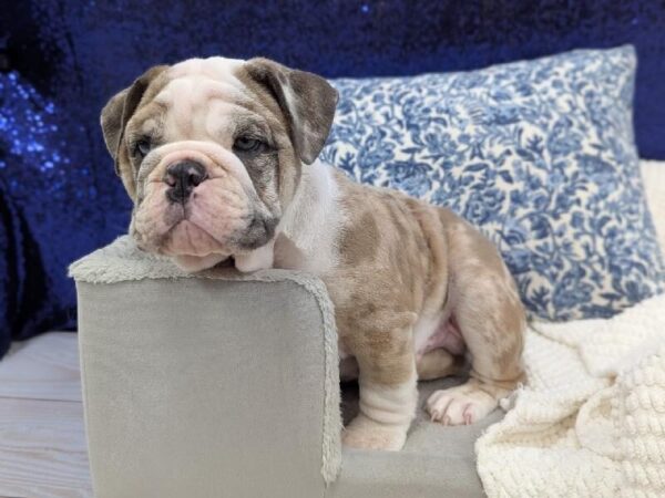 English Bulldog - 13948 photo 5