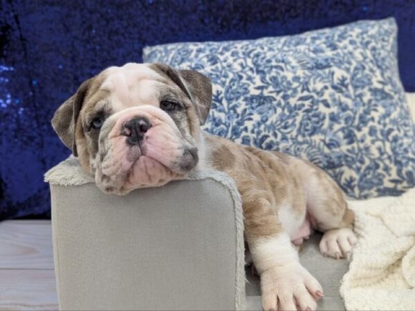 English Bulldog - 13948 photo 6