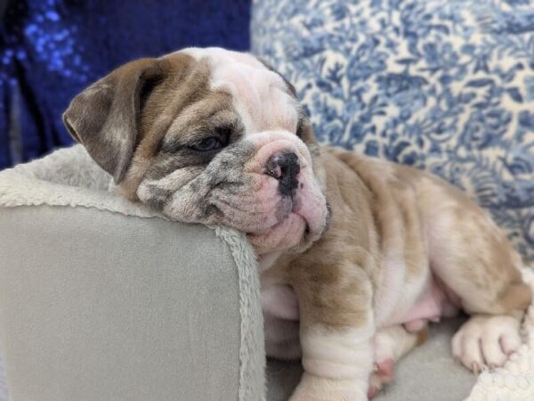 English Bulldog - 13948 photo 7