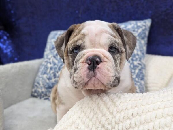 English Bulldog - 13948 photo 8