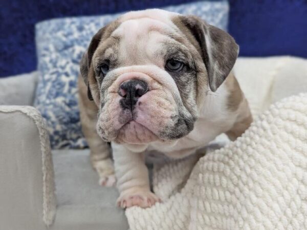 English Bulldog - 13948 photo 9