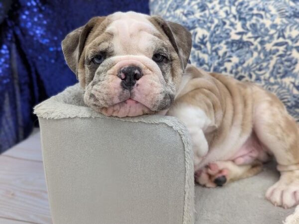 English Bulldog - 13948 photo 2