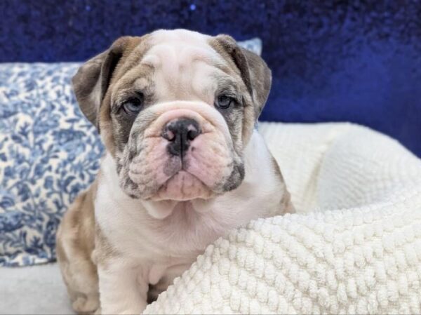 English Bulldog - 13948 photo 10