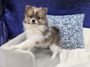 Pomeranian puppy for sale at Petland Robinson in Pittsburgh, PA