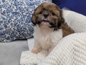 Shih Tzu puppy for sale at Petland Robinson in Pittsburgh, PA