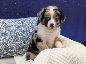 Miniature Australian Shepherd puppy for sale at Petland Robinson in Pittsburgh, PA