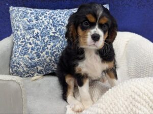 Petland Robinson, Pittsburgh, PA Cavalier King Charles Spaniel puppy available