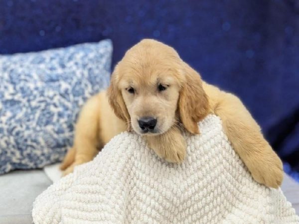 [#13944] Golden Female Golden Retriever DOG