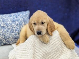 Golden Retriever puppy for sale at Petland Robinson in Pittsburgh, PA