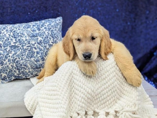 Golden Retriever - 13944 photo 4