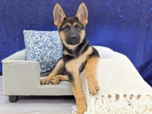 German Shepherd puppy available now