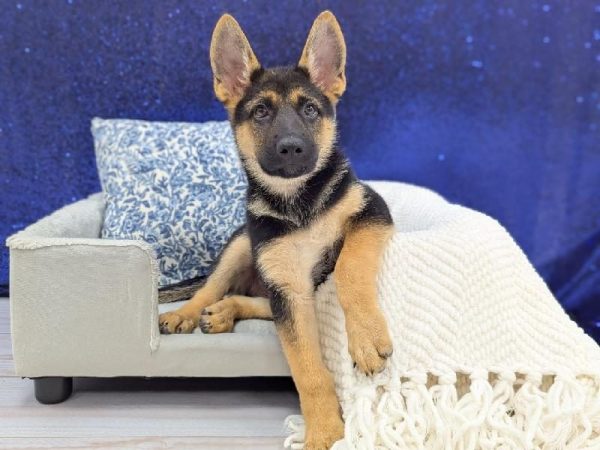 [#13947] Black / Tan Male German Shepherd DOG