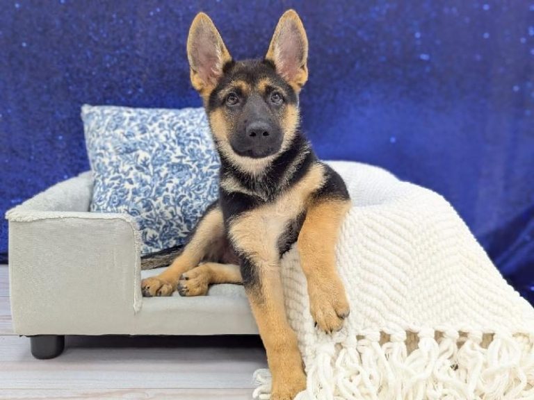 German Shepherd puppy at Petland Robinson, about 30 minutes from Cranberry Township, PA