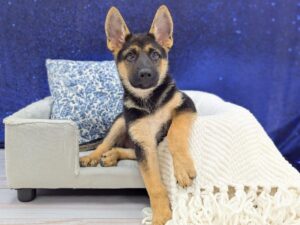 Petland Robinson, Pittsburgh, PA German Shepherd puppy available