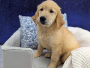 Golden Retriever puppy for sale at Petland Robinson in Pittsburgh, PA