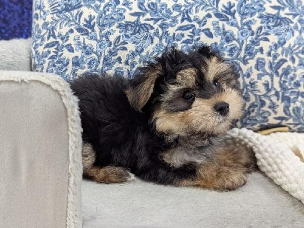 [#13945] Black / Tan Male Morkie DOG