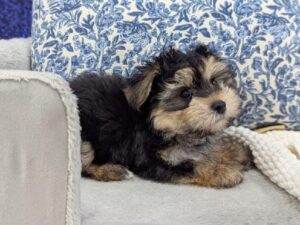 Morkie – 13945