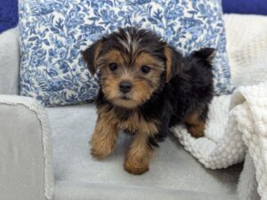 Yorkshire Terrier puppy for sale at Petland Robinson in Pittsburgh, PA