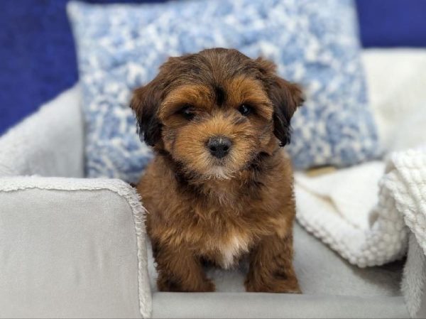 [#13942] Brown / White Male Shipoo DOG
