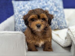Shipoo puppy for sale at Petland Robinson in Pittsburgh, PA