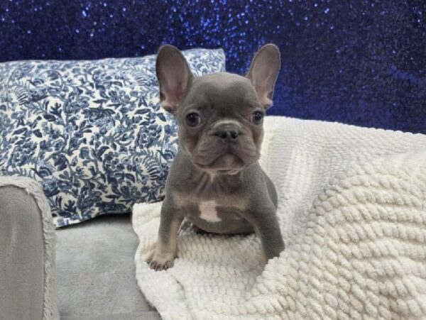 French Bulldog - 13961 photo 5