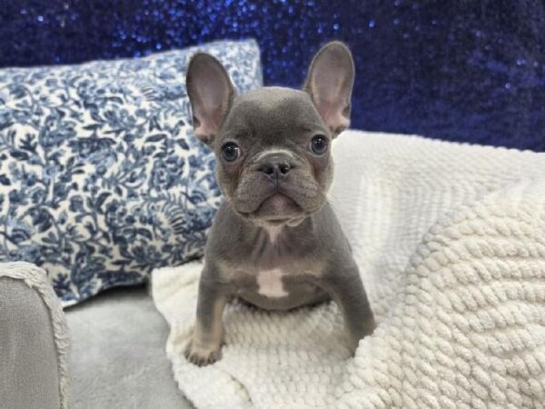 French Bulldog - 13961 photo 2