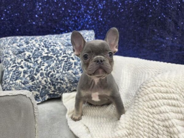 French Bulldog - 13961 photo 4