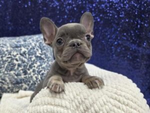 Petland Robinson, Pittsburgh, PA French Bulldog puppy available