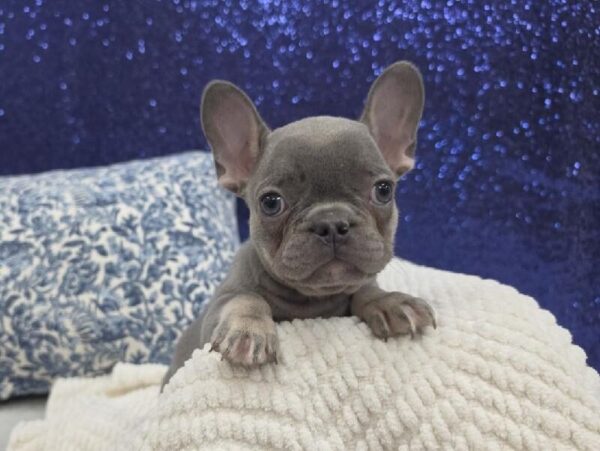 French Bulldog - 13961 photo 3