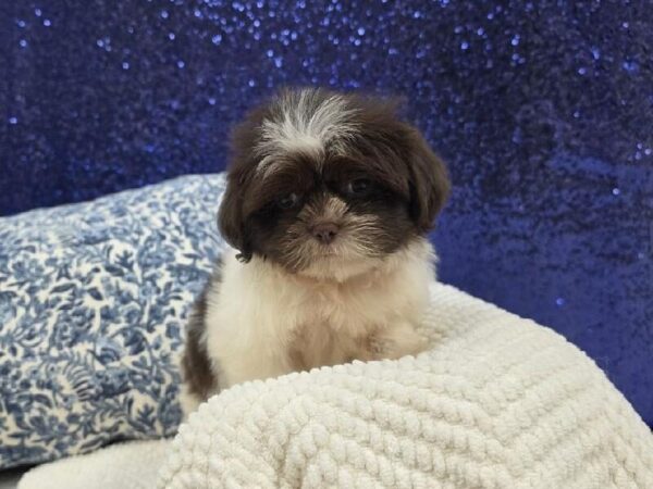 Shih Tzu - 13960 photo 2