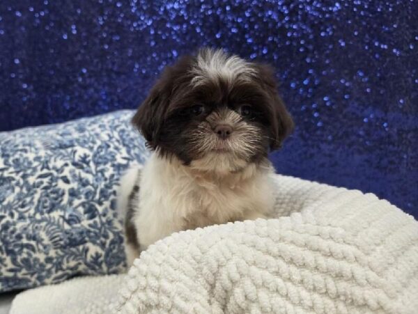 Shih Tzu - 13960 photo 1