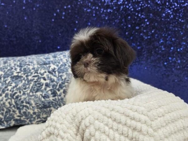 Shih Tzu - 13960 photo 3