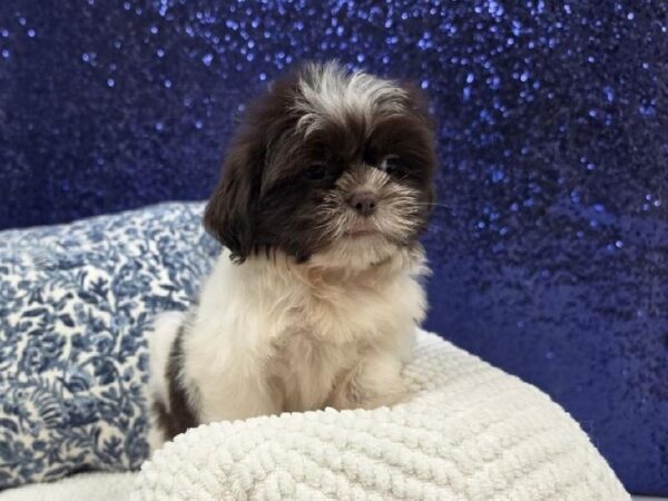 Shih Tzu - 13960 photo 4