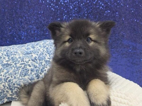 Keeshond - 13956 photo 2