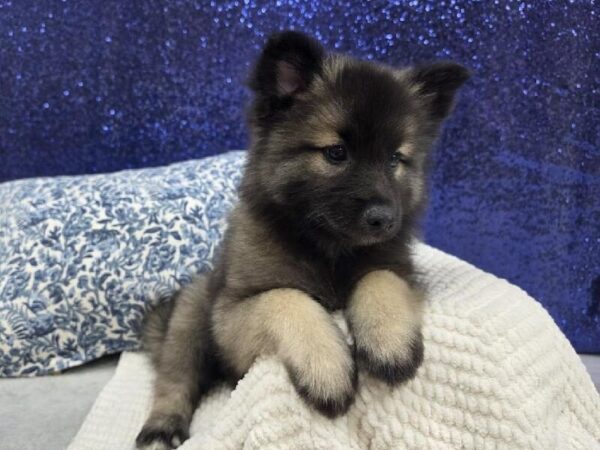 Keeshond - 13956 photo 3