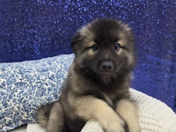 Keeshond - 13956 photo 1