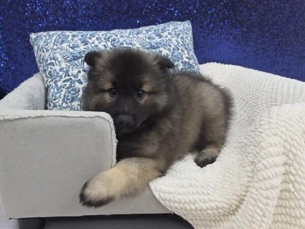 Keeshond - 13956 photo 4
