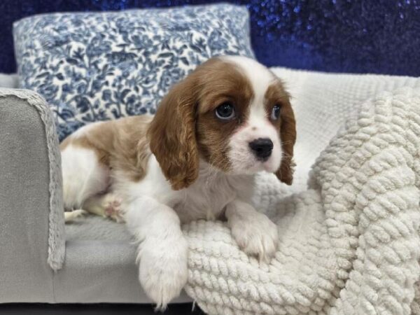 Cavalier King Charles Spaniel - 13964 photo 2