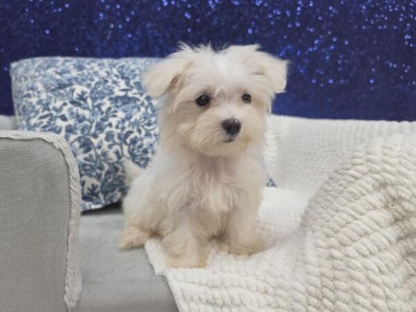Maltese - 13959 photo 2