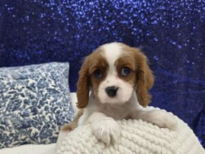 Petland Robinson, Pittsburgh, PA Cavalier King Charles Spaniel puppy available